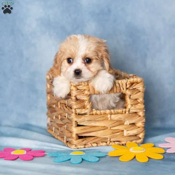 Abigail, Cavachon Puppy