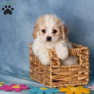 Ashton, Cavachon Puppy