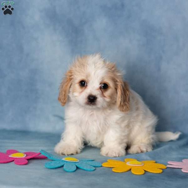 Ashton, Cavachon Puppy