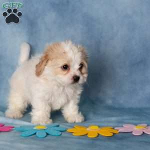 Ashton, Cavachon Puppy