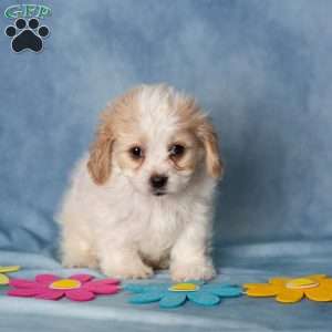 Ashton, Cavachon Puppy
