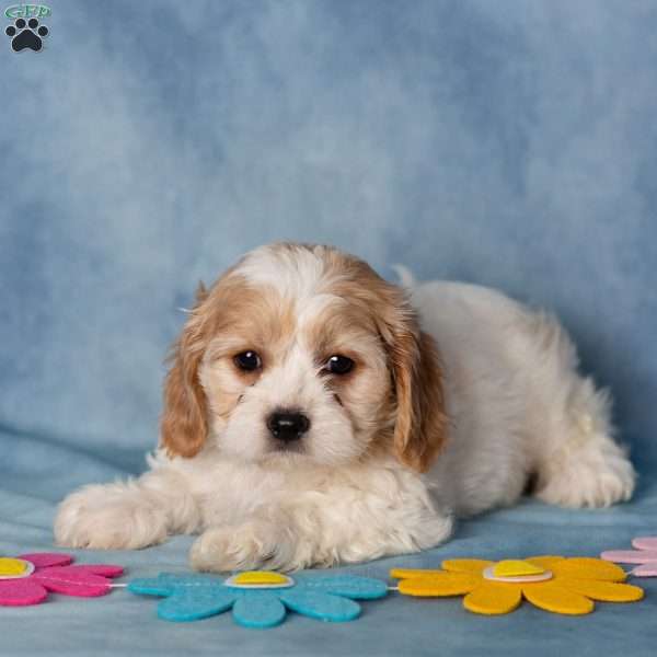 Aveley, Cavachon Puppy