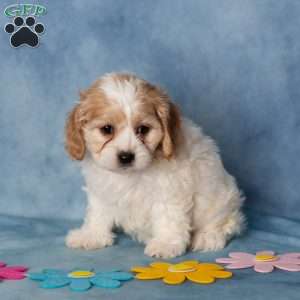 Aveley, Cavachon Puppy