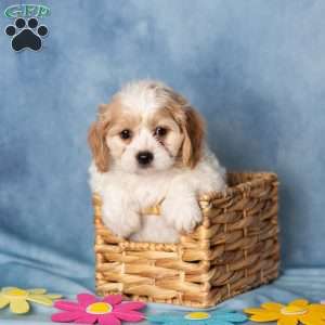 Aveley, Cavachon Puppy