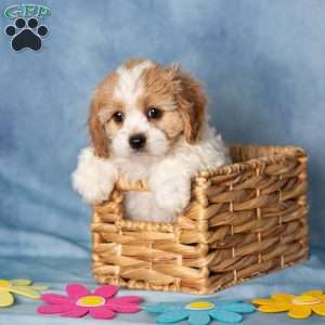 Aberdeen, Cavachon Puppy