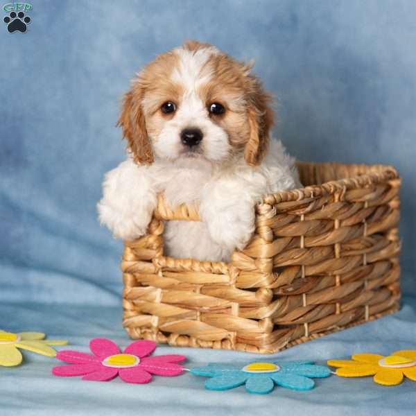 Aberdeen, Cavachon Puppy
