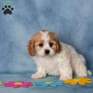 Aberdeen, Cavachon Puppy