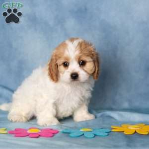 Aberdeen, Cavachon Puppy