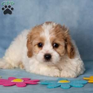 Aberdeen, Cavachon Puppy