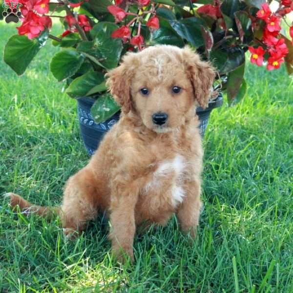 Eddie, Mini Goldendoodle Puppy