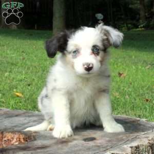 Eddie, Australian Shepherd Puppy