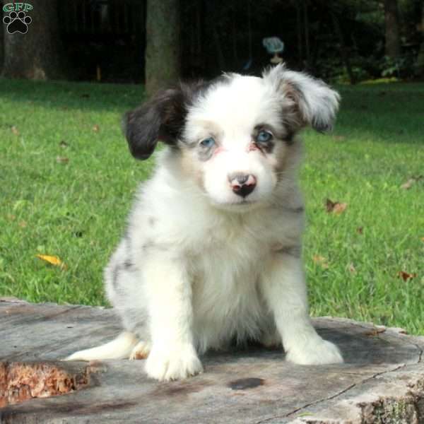 Eddie, Australian Shepherd Puppy