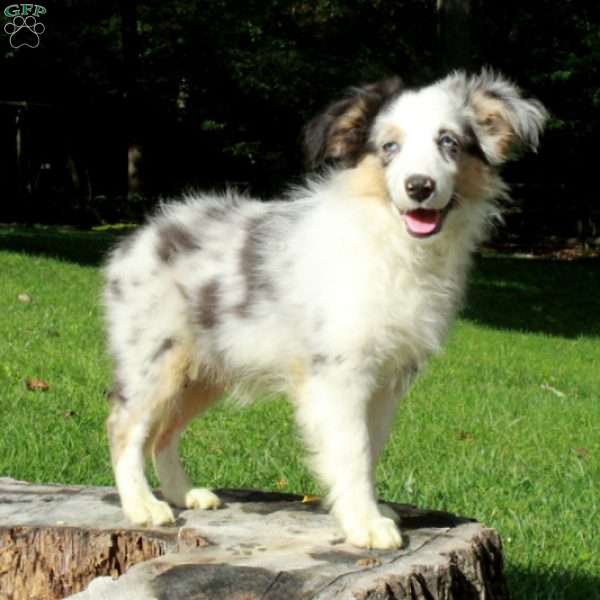 Eddie, Australian Shepherd Puppy