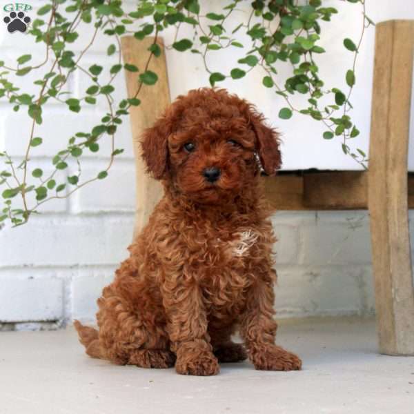 Eddie, Miniature Poodle Puppy