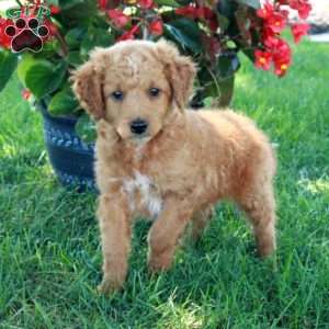 Eddie, Mini Goldendoodle Puppy