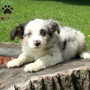 Eddie, Australian Shepherd Puppy