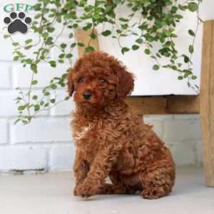 Eddie, Miniature Poodle Puppy