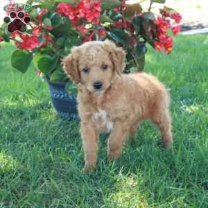 Eddie, Mini Goldendoodle Puppy