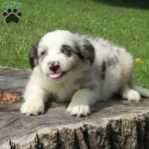 Eddie, Australian Shepherd Puppy