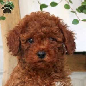 Eddie, Miniature Poodle Puppy