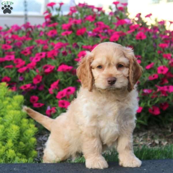 Eddie, Cockapoo Puppy