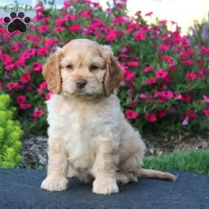 Eddie, Cockapoo Puppy