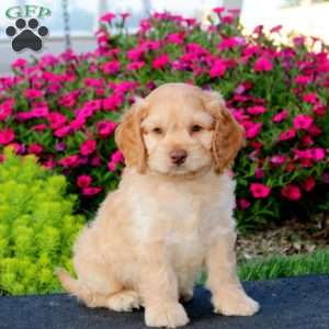 Eddie, Cockapoo Puppy