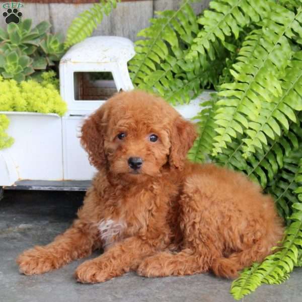 Eden, Mini Goldendoodle Puppy