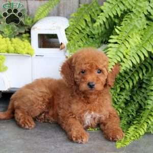 Eden, Mini Goldendoodle Puppy