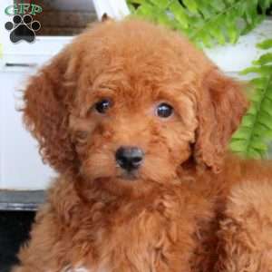 Eden, Mini Goldendoodle Puppy