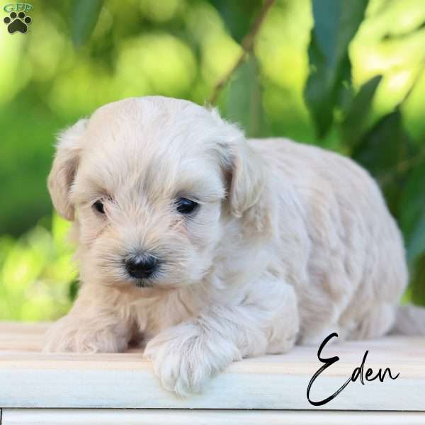 Eden, Maltipoo Puppy