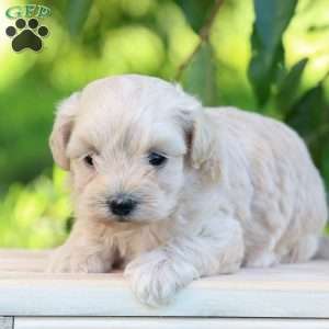 Eden, Maltipoo Puppy