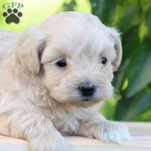 Eden, Maltipoo Puppy