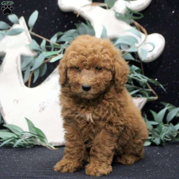 Ello, Miniature Poodle Puppy