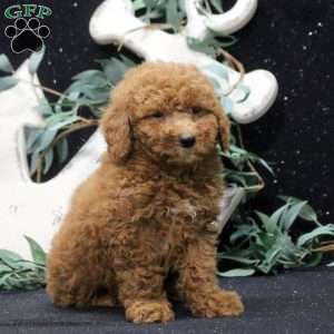 Ello, Miniature Poodle Puppy