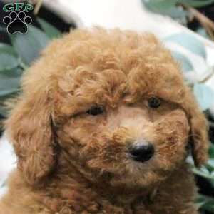 Ello, Miniature Poodle Puppy