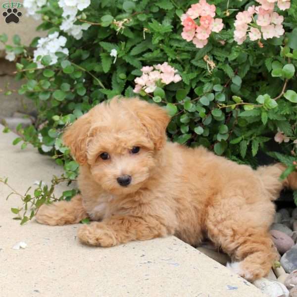 Elise, Bich-Poo Puppy
