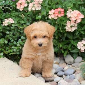 Elise, Bich-Poo Puppy