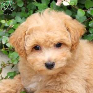 Elise, Bich-Poo Puppy