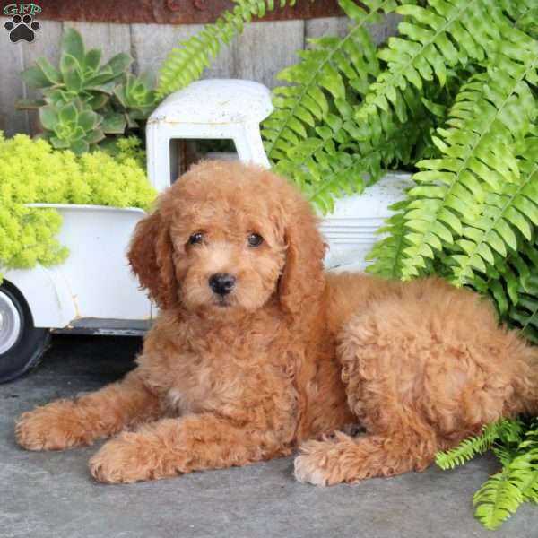 Ella, Mini Goldendoodle Puppy