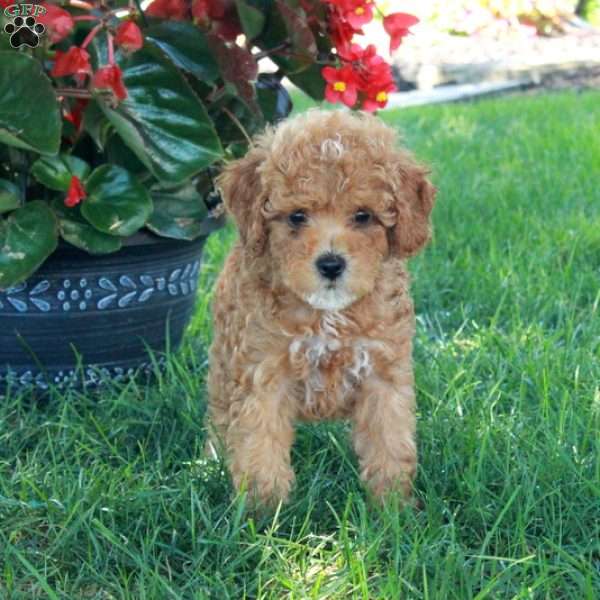 Ella, Mini Goldendoodle Puppy