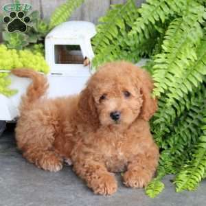 Ella, Mini Goldendoodle Puppy