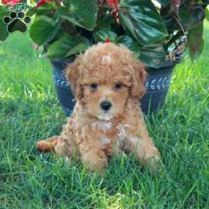 Ella, Mini Goldendoodle Puppy