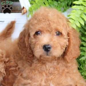 Ella, Mini Goldendoodle Puppy