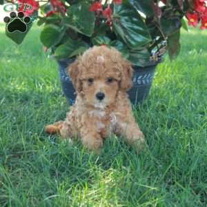 Ella, Mini Goldendoodle Puppy