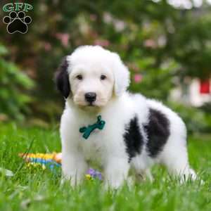 Elliot, Sheepadoodle Puppy