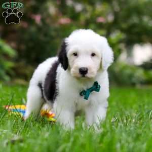 Elliot, Sheepadoodle Puppy