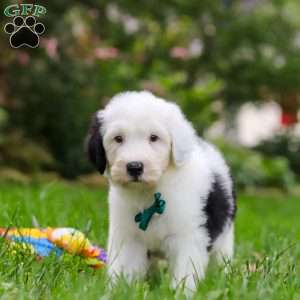 Elliot, Sheepadoodle Puppy