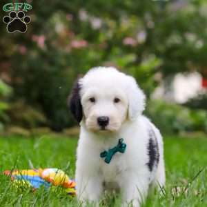 Elliot, Sheepadoodle Puppy