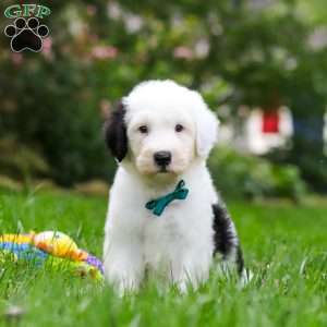 Elliot, Sheepadoodle Puppy